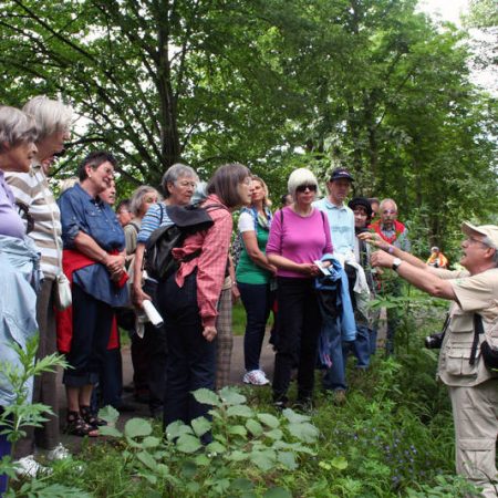 Walter Müller weist die Gruppe auch auf zarte Pflänzchen hin, hier Glockenblumen, die man im üppigen Grün leicht übersieht.