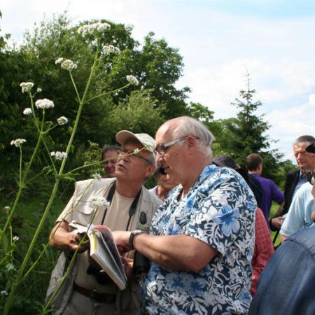 Diskussionen unter Flora-Kennern: Arznei-Engelwurz oder Arznei-Baldrian, das ist hier die Frage.